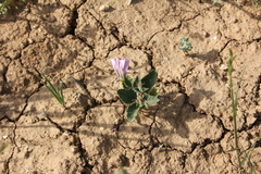 Convolvulus stachydifolius