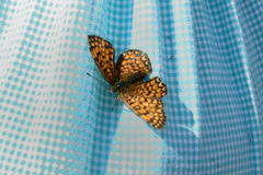 Melitaea phoebe