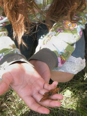 Melitaea phoebe