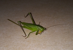 Neoconocephalus brevis