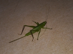 Neoconocephalus brevis