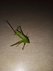 Neoconocephalus brevis