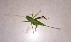 Neoconocephalus brevis