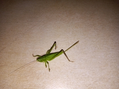 Neoconocephalus brevis