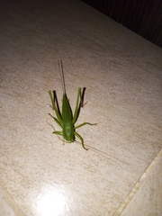 Neoconocephalus brevis