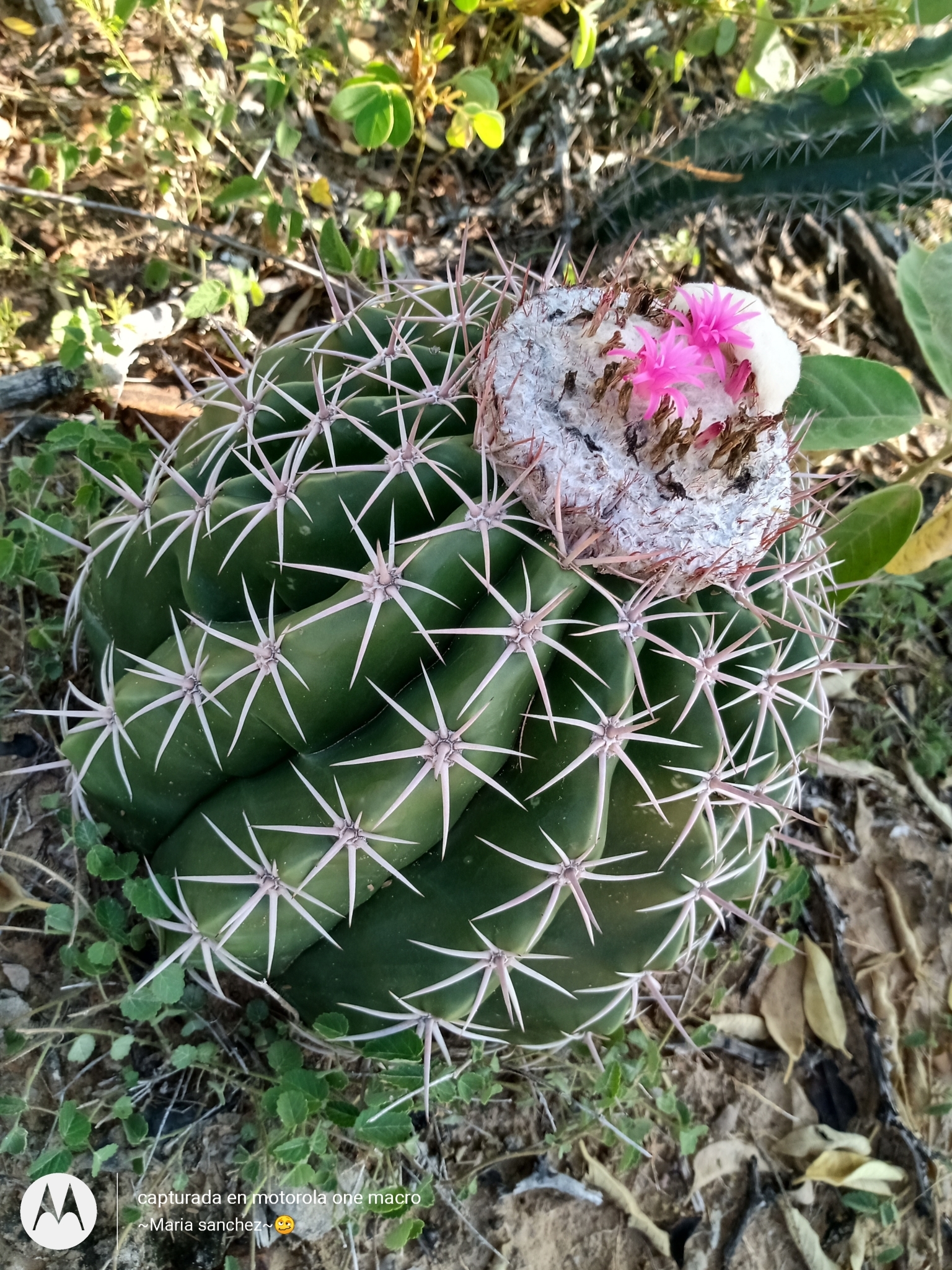 Subspecies Melocactus curvispinus curvispinus  iNaturalist