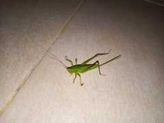 Neoconocephalus brevis