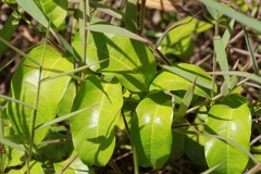 Passiflora laurifolia
