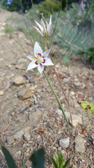 Calochortus lyallii