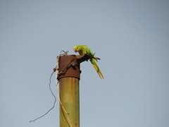 Psittacula krameri