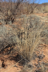 Sporobolus flexuosus