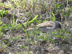 Passer diffusus stygiceps