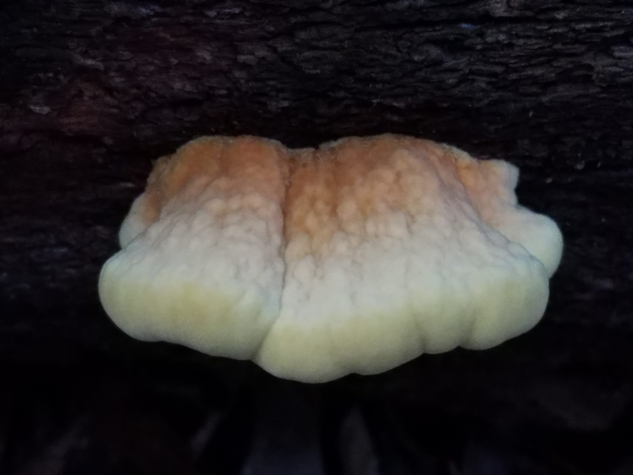 Polyporus sulphureus<br>10 August, 2017