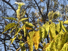 Acalitus santibanezi