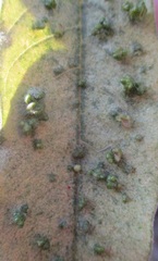 Acalitus santibanezi