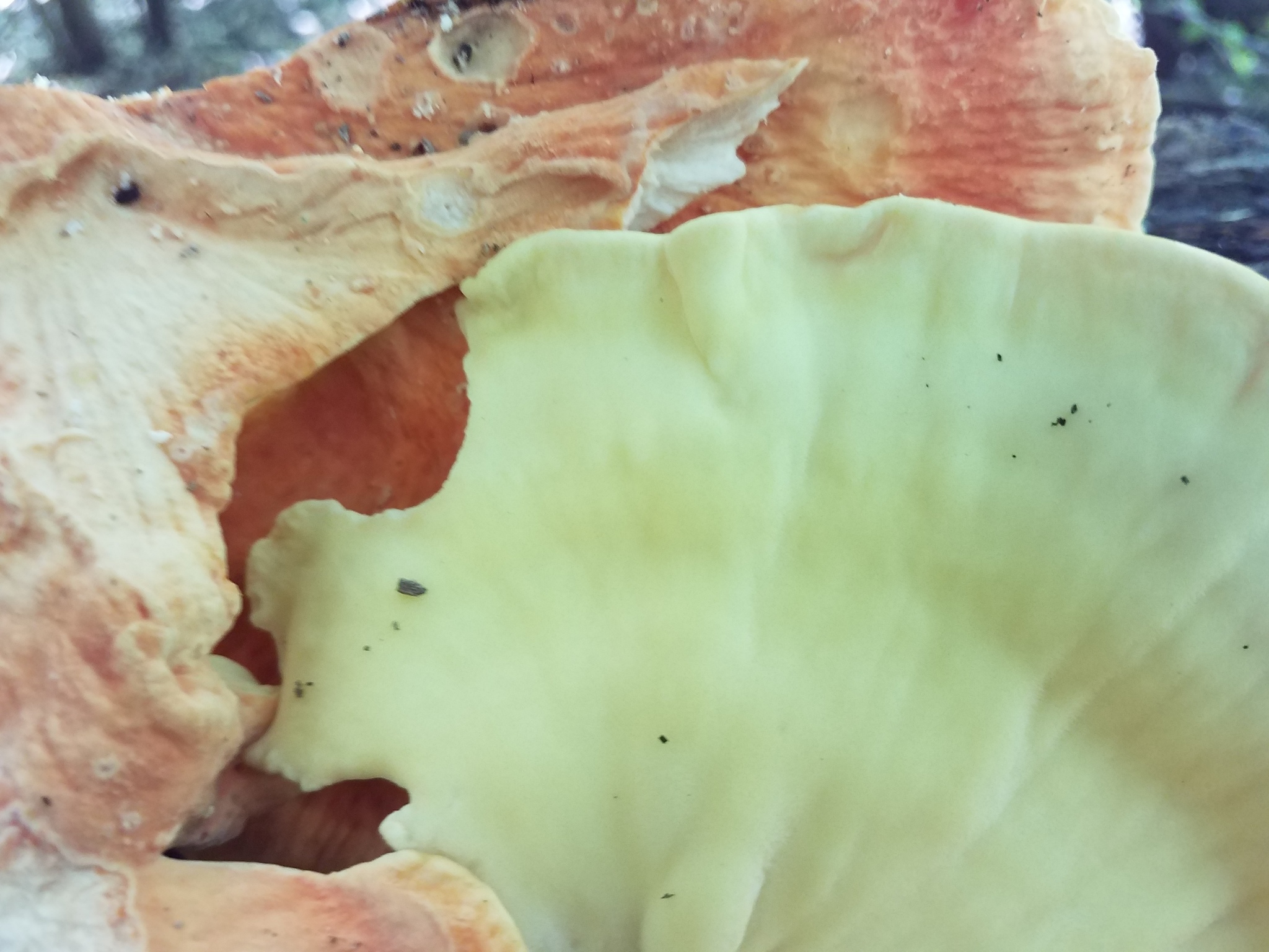 Polyporus sulphureus<br>10 August, 2017