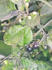 Solanum