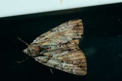 Catocala praeclara