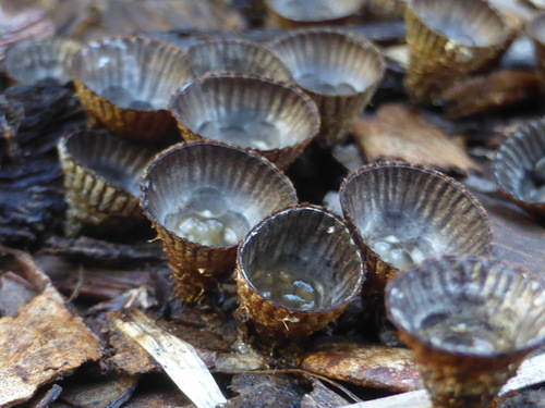 Cyathus image