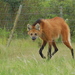 Perros, Lobos, Chacales Y Zorros - Photo (c) Leonardo Adrián LEIVA, algunos derechos reservados (CC BY-NC), subido por Leonardo Adrián LEIVA