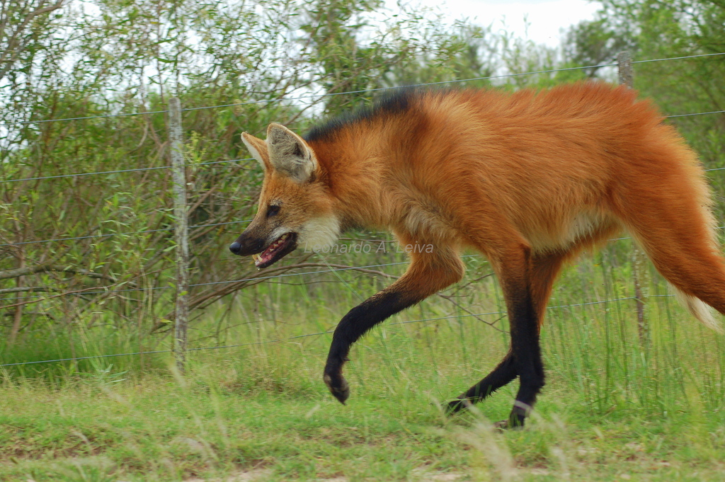 Maned Wolf (Chrysocyon brachyurus)