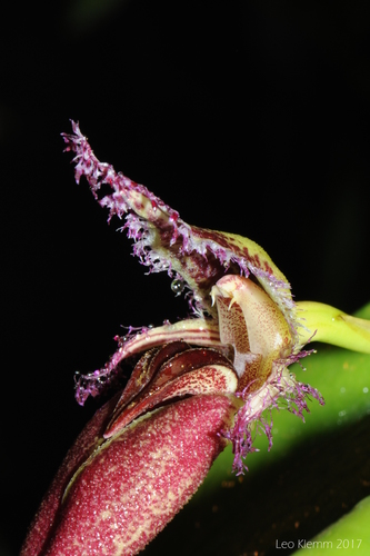 Fascinating Bulbophyllum