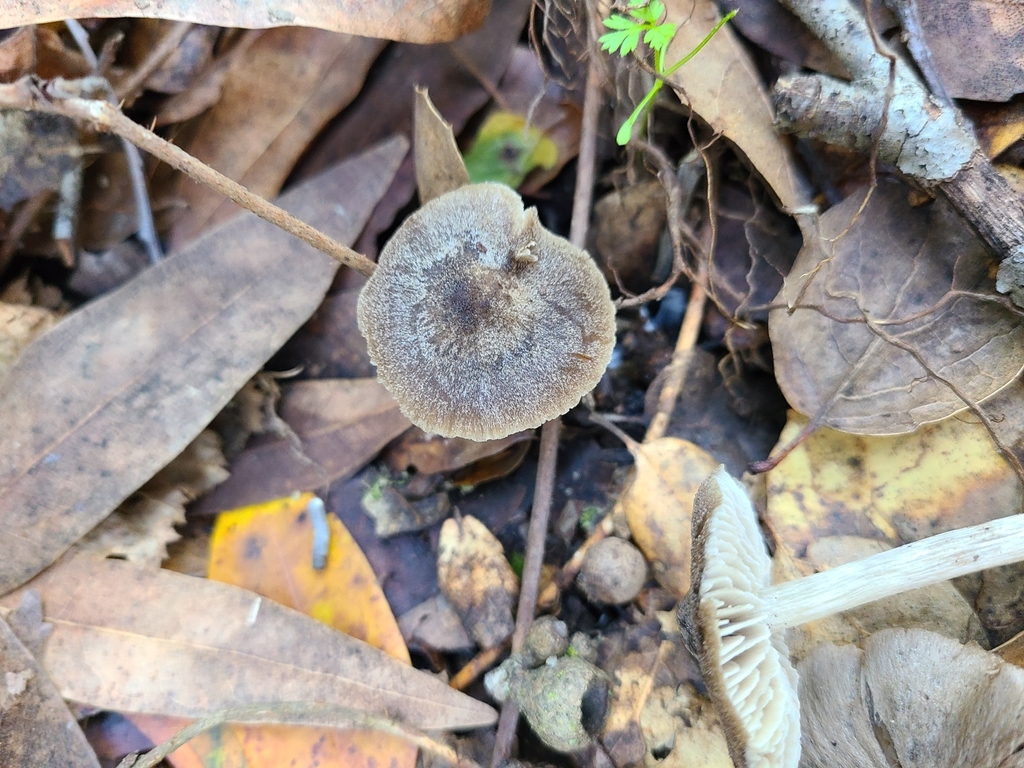Entoloma sp. 'Erophila-CA01'