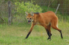 Maned Wolf photo 5
