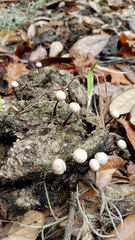 Poronia pileiformis