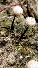 Poronia pileiformis