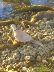 Streptopelia decaocto