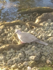 Streptopelia decaocto