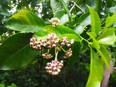 Dendropanax arboreus