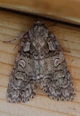 Acronicta increta