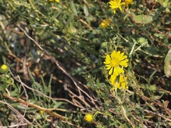 Grindelia stricta angustifolia