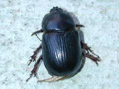 Xyloryctes jamaicensis