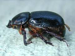 Xyloryctes jamaicensis