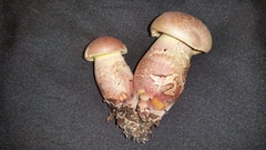Boletus patrioticus