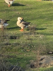 Anser cygnoides domesticus