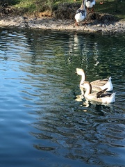 Anser cygnoides domesticus