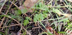 Alchemilla occidentalis