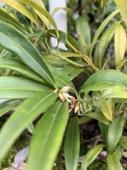 Sarcococca hookeriana