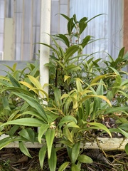 Sarcococca hookeriana