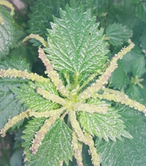 Urtica membranacea
