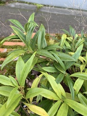 Sarcococca hookeriana