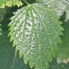 Urtica membranacea