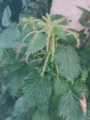 Urtica membranacea