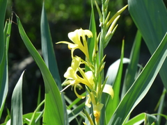 Canna glauca