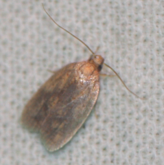 Agonopterix robiniella