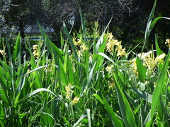Canna glauca